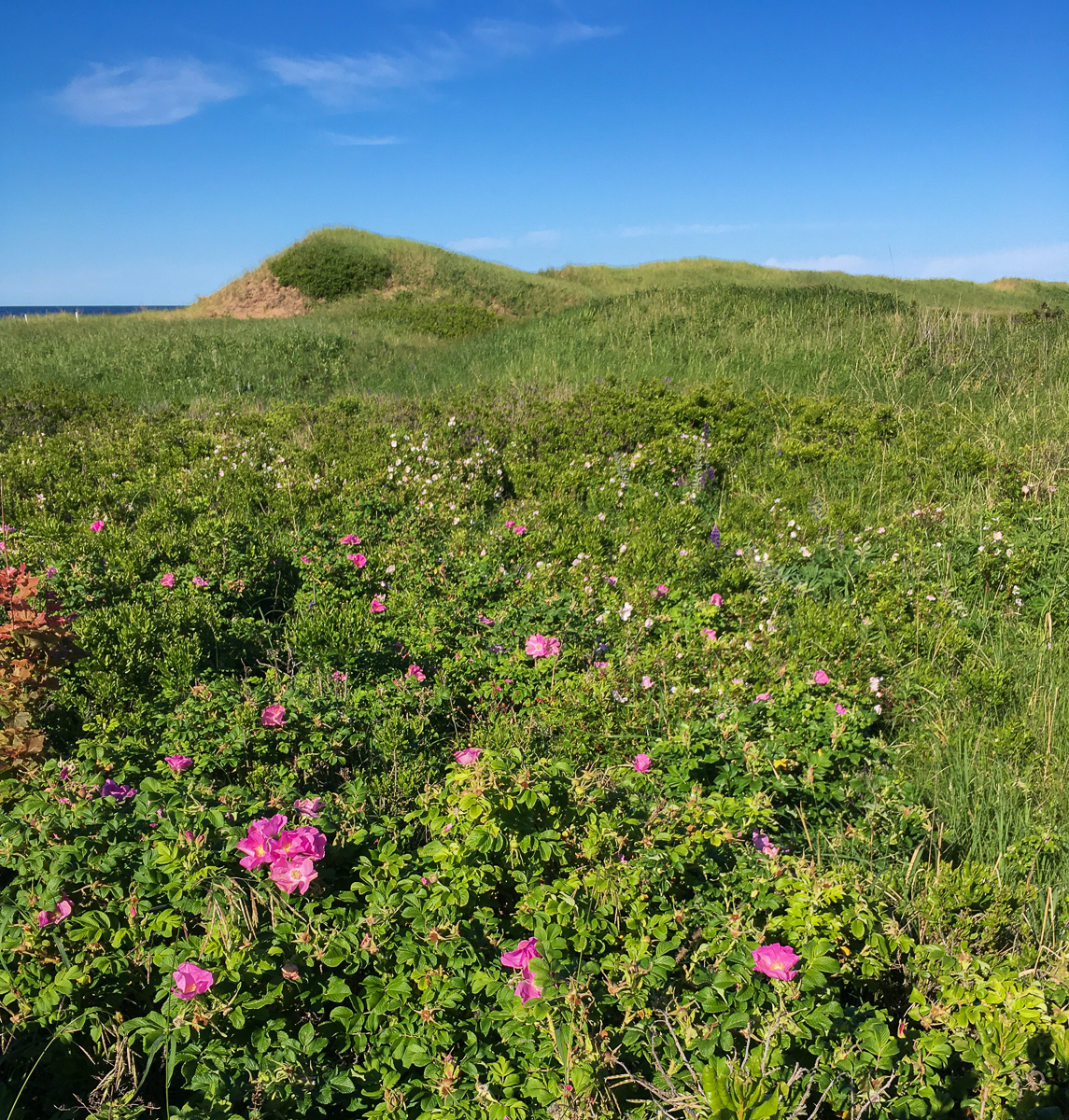 Wild roses at Cavendish Beach